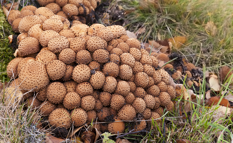 Pholiota squarrosa